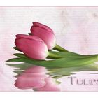 Tulpen..