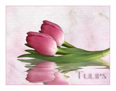 Tulpen..