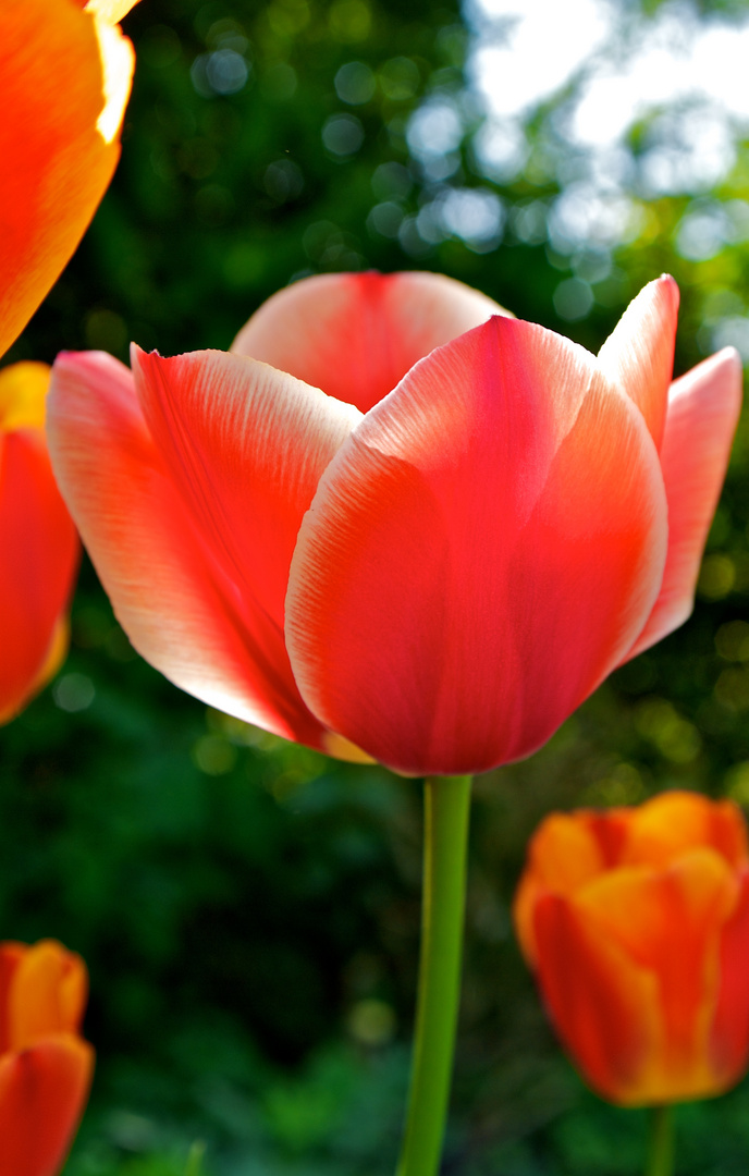 Tulpen.