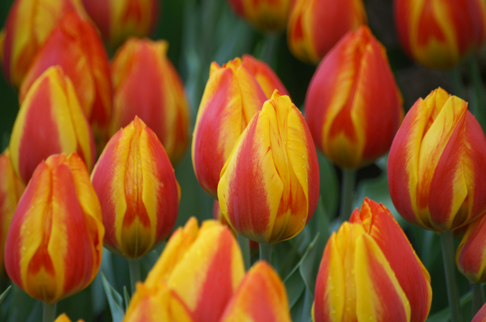 Tulpen