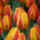 Tulpen