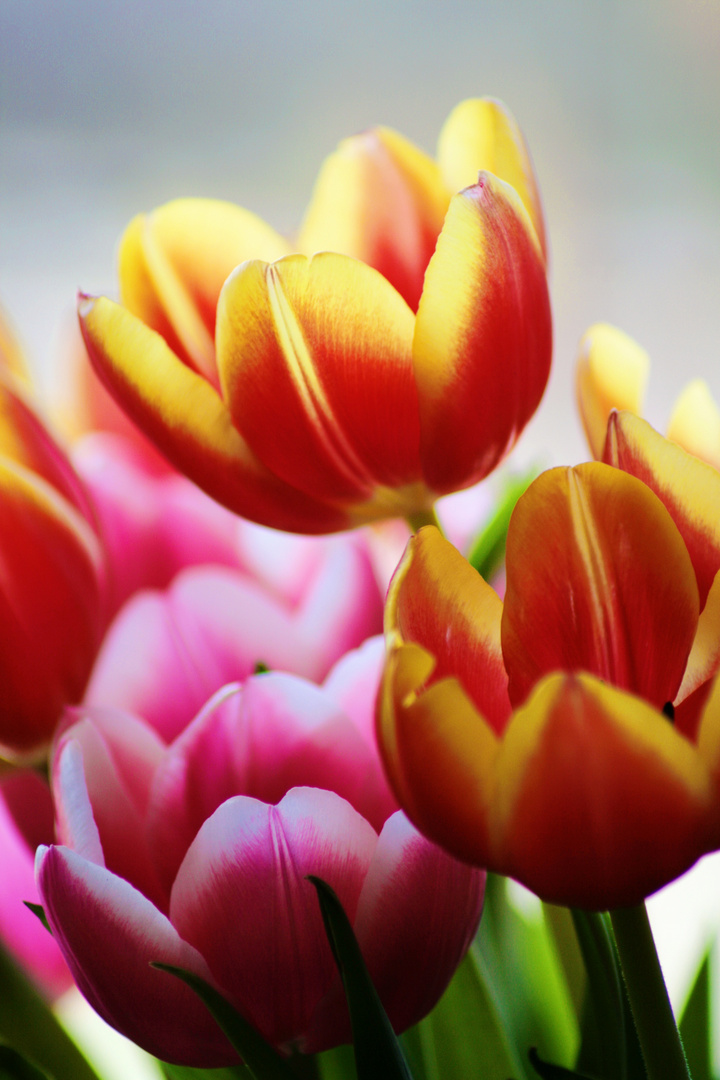 Tulpen