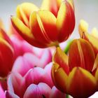 Tulpen