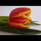 Tulpen