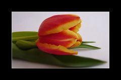 Tulpen