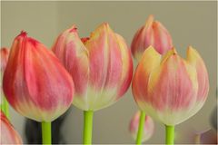 Tulpen