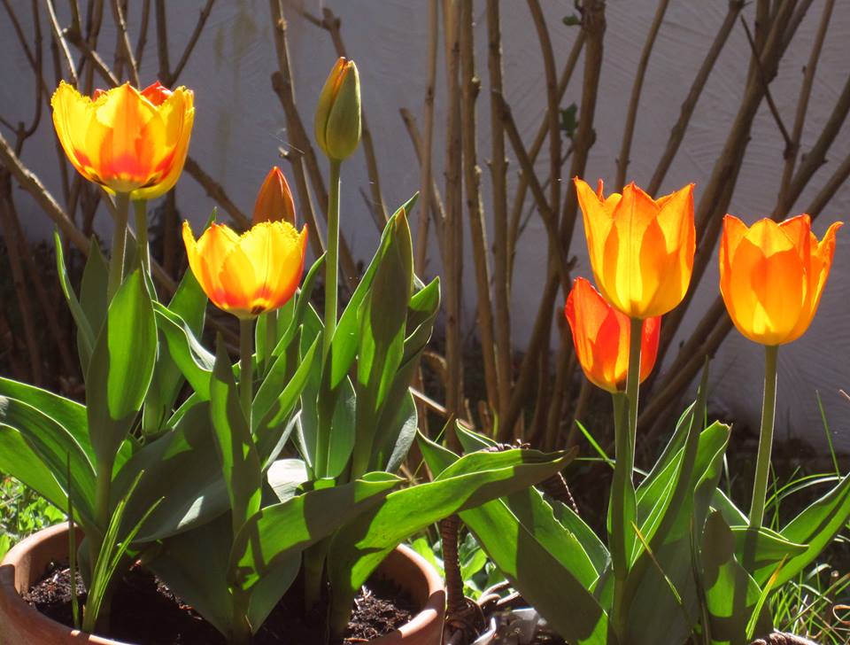 Tulpen