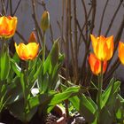 Tulpen