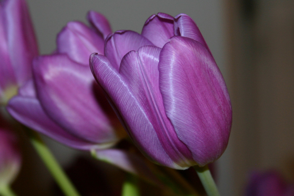 Tulpen