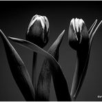 tulpen....