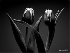 tulpen....