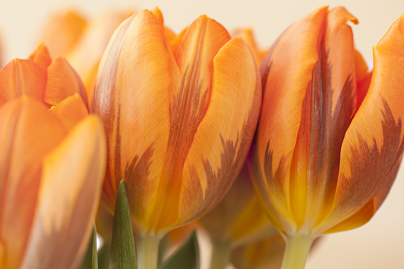 Tulpen