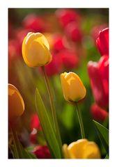 Tulpen