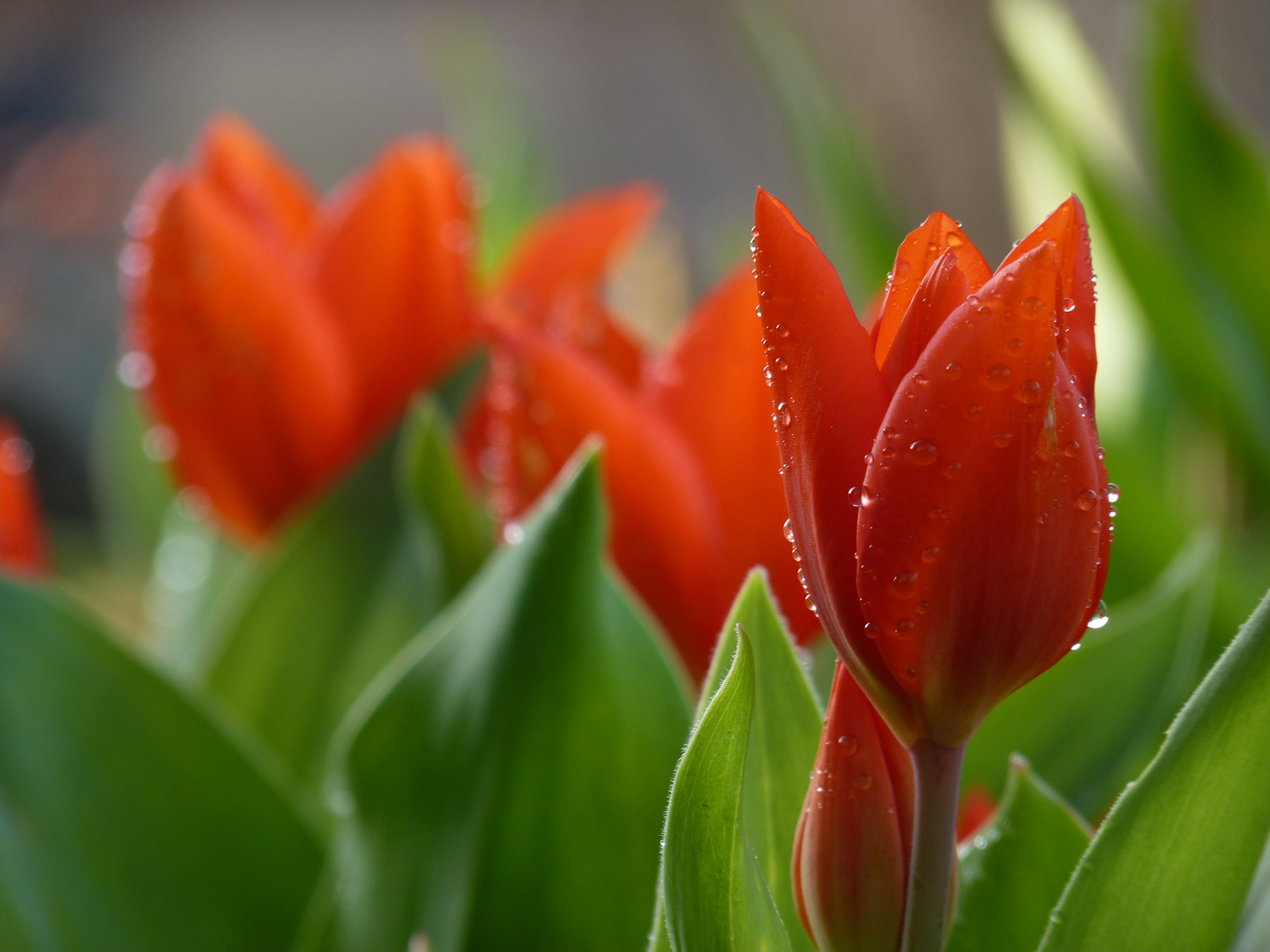 Tulpen