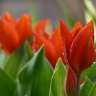 Tulpen