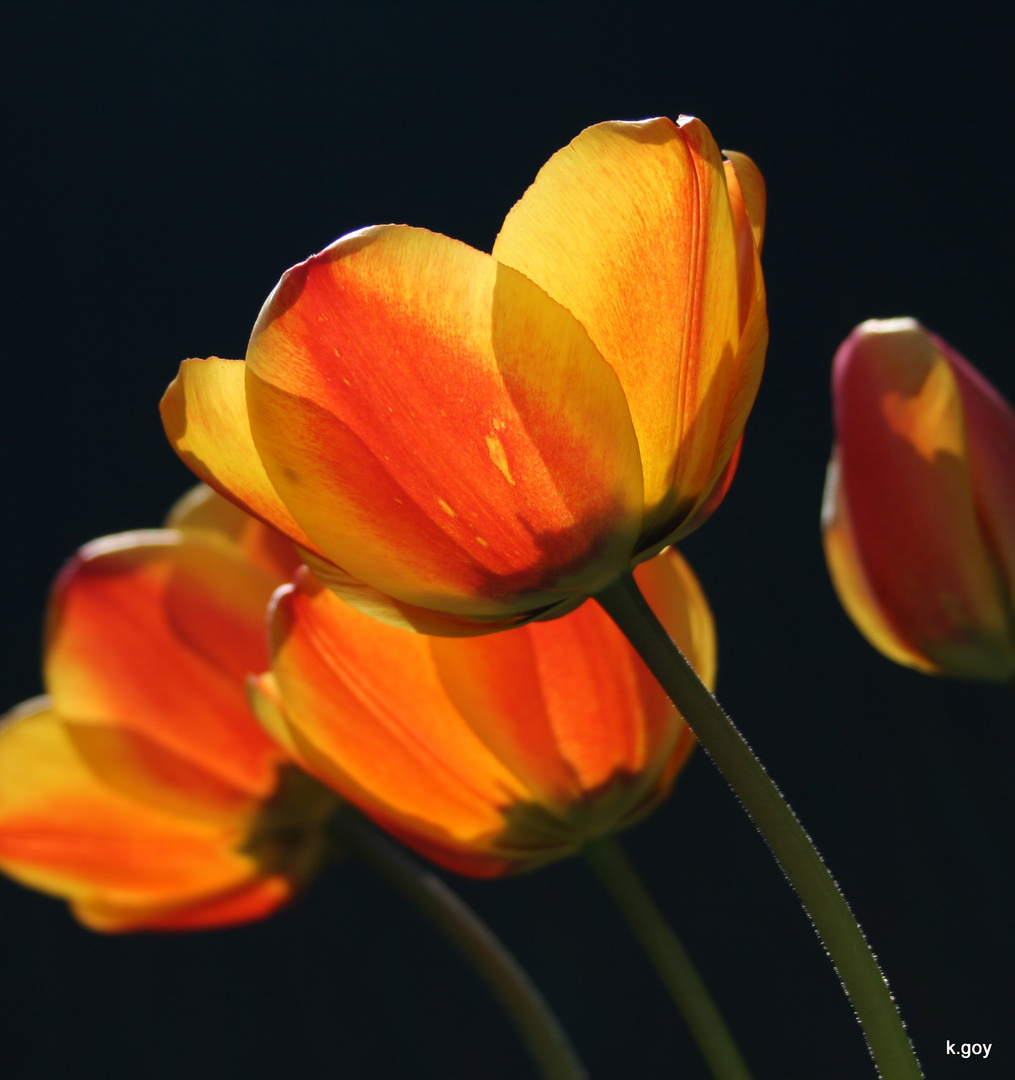 Tulpen