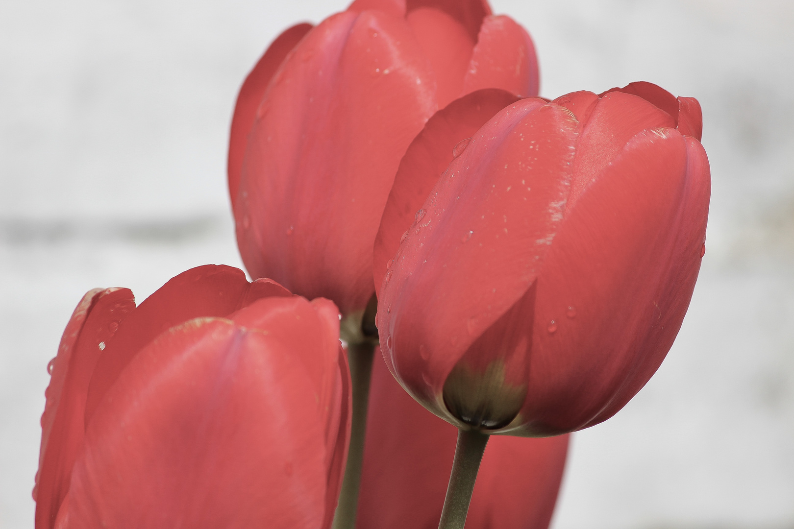 Tulpen