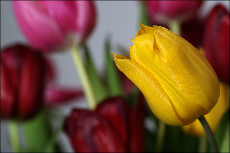 TULPEN