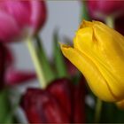 TULPEN