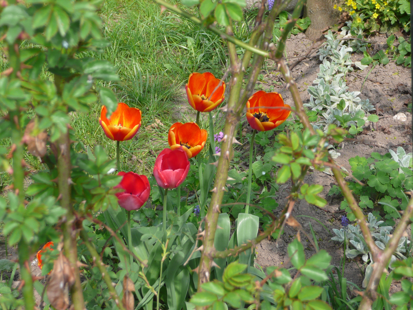 Tulpen