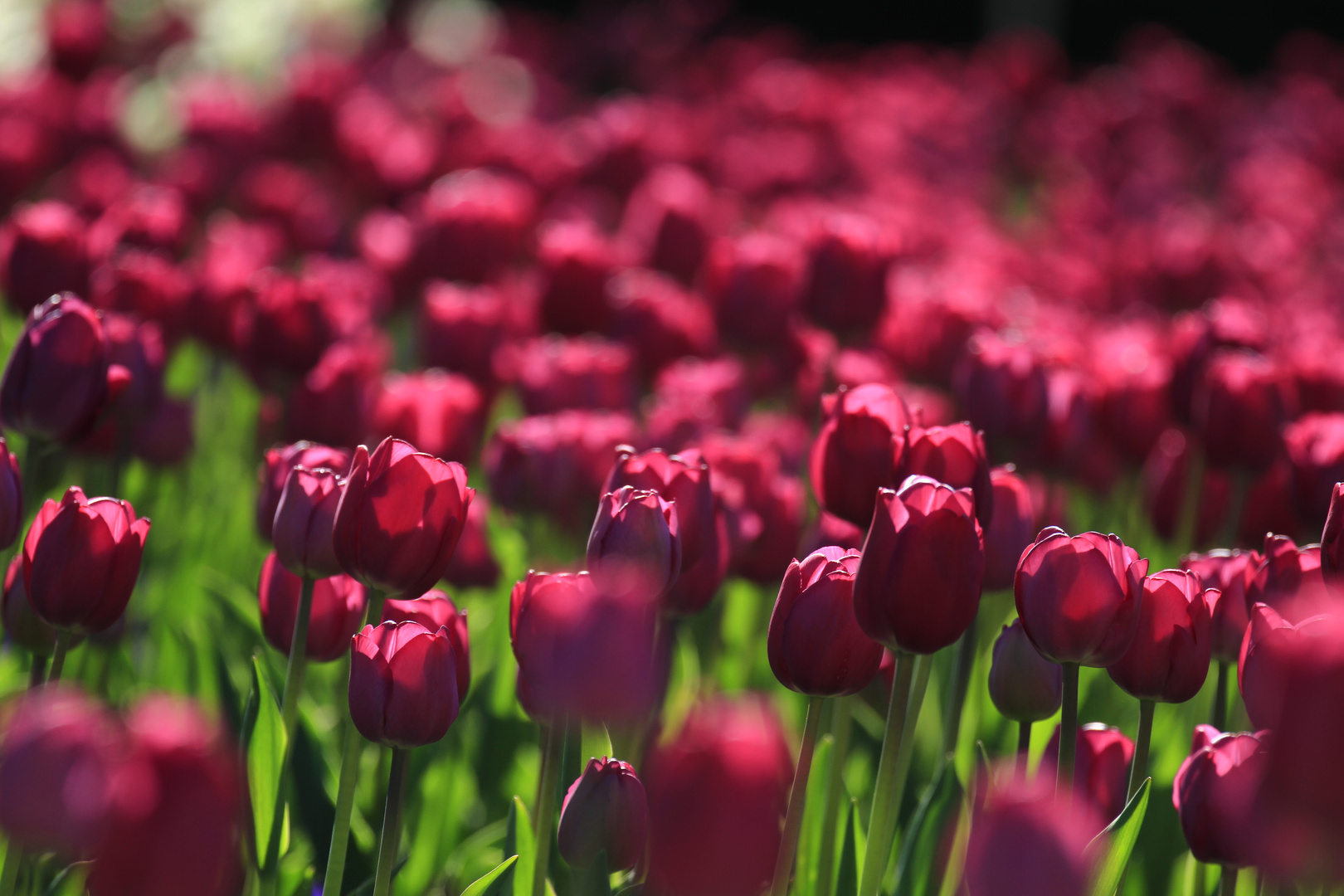 Tulpen....