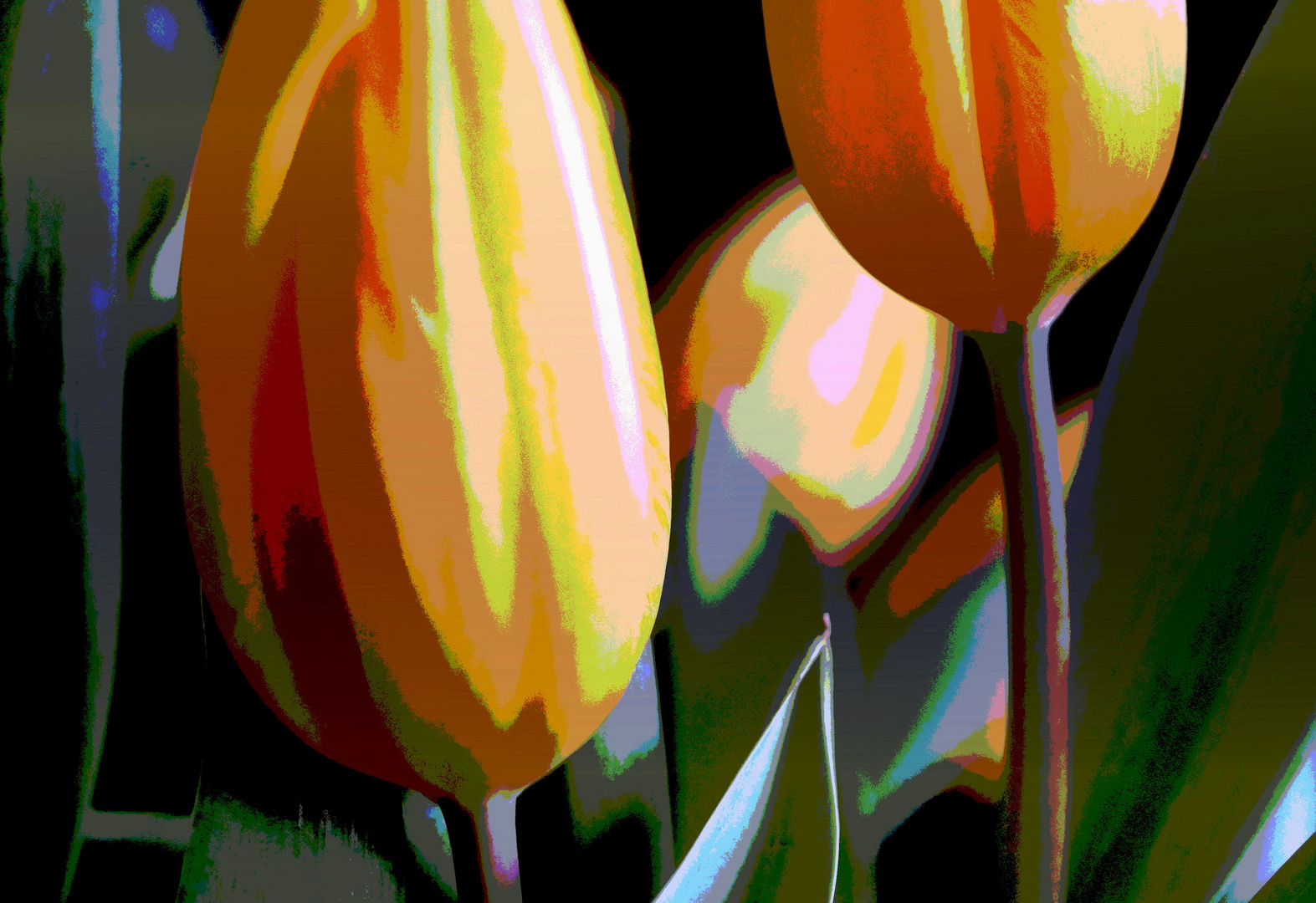 «Tulpen»