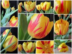 Tulpen