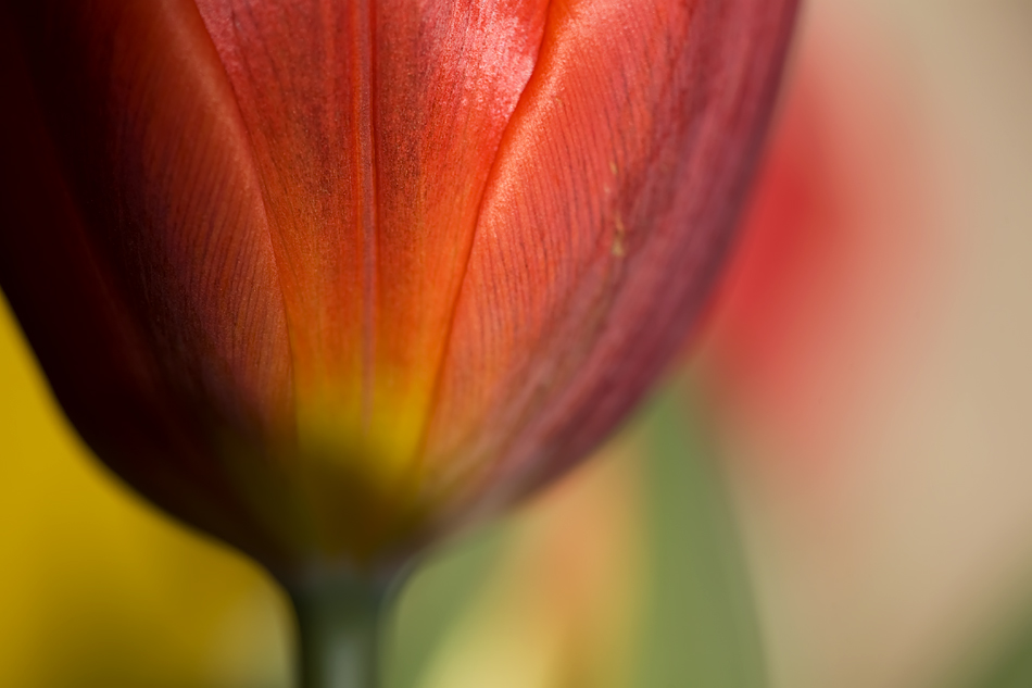 Tulpen # 6