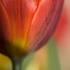 Tulpen # 6