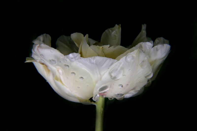 Tulpen-6