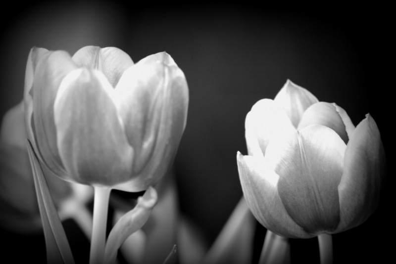 Tulpen