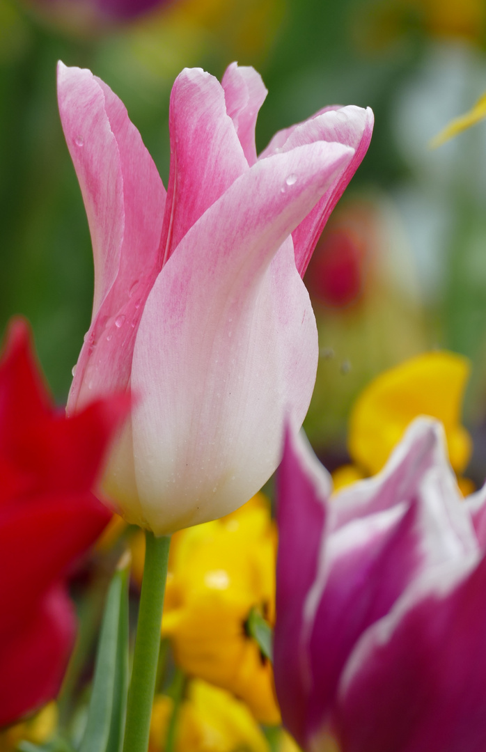 Tulpen