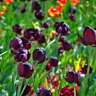 Tulpen