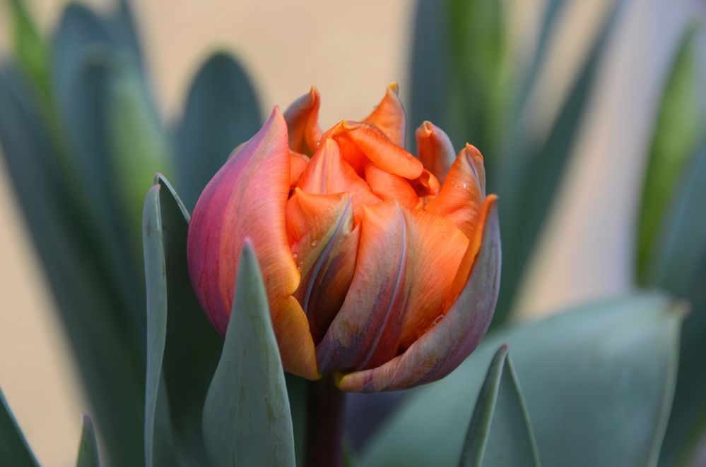 Tulpen