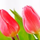 Tulpen