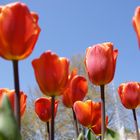 Tulpen