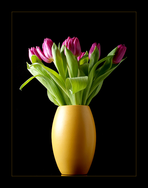 tulpen