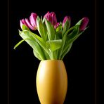 tulpen