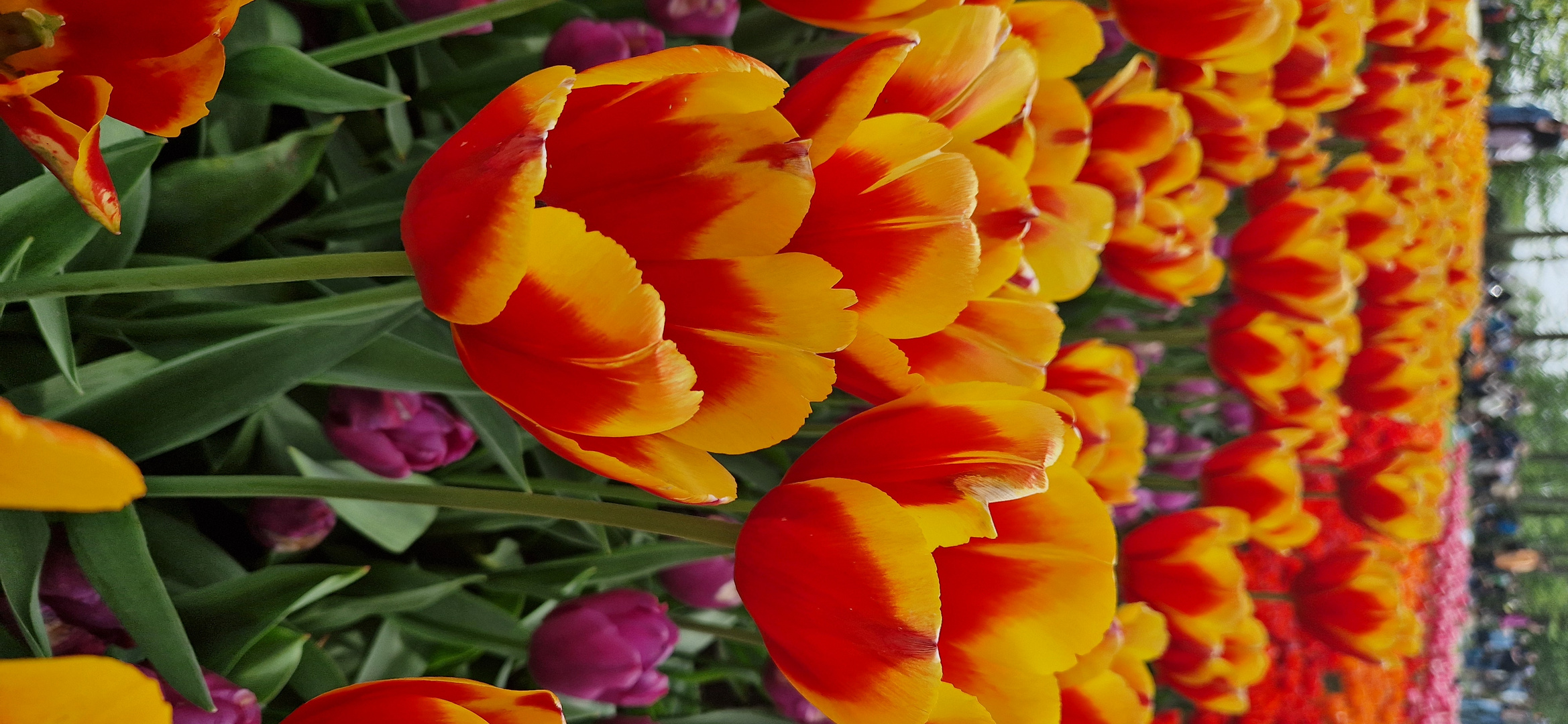 Tulpen 