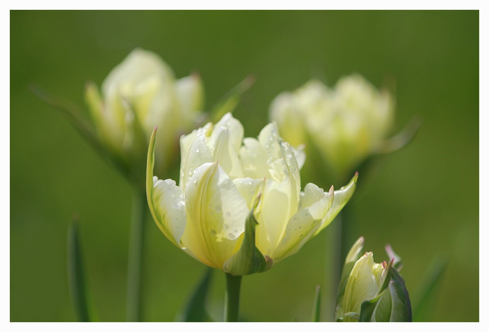 Tulpen