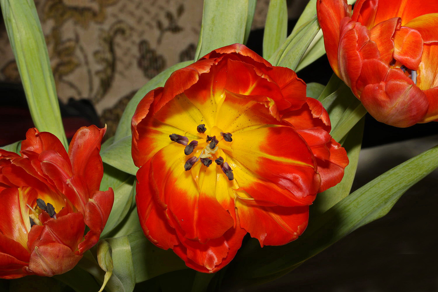 Tulpen 