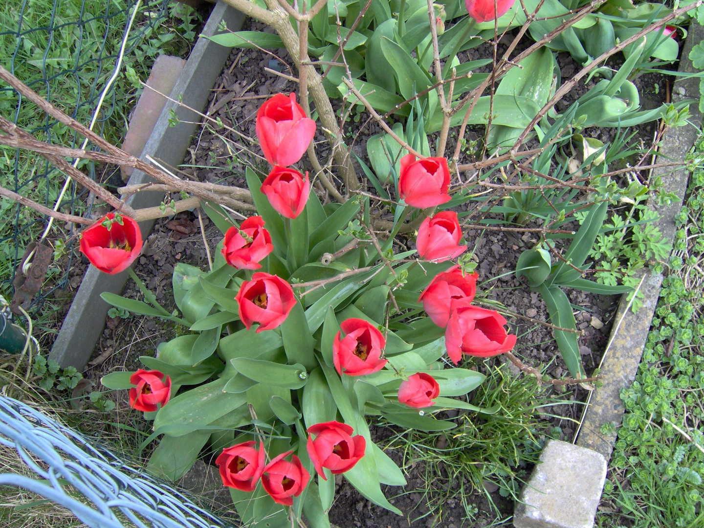 Tulpen