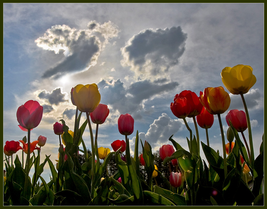 Tulpen