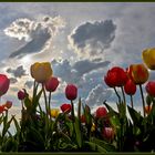 Tulpen