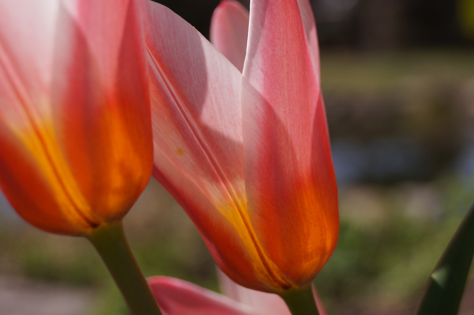 Tulpen