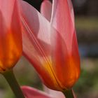 Tulpen