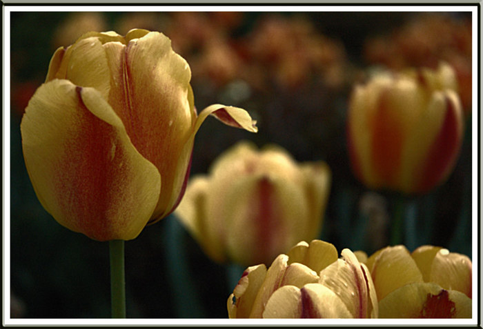 Tulpen