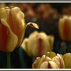 Tulpen