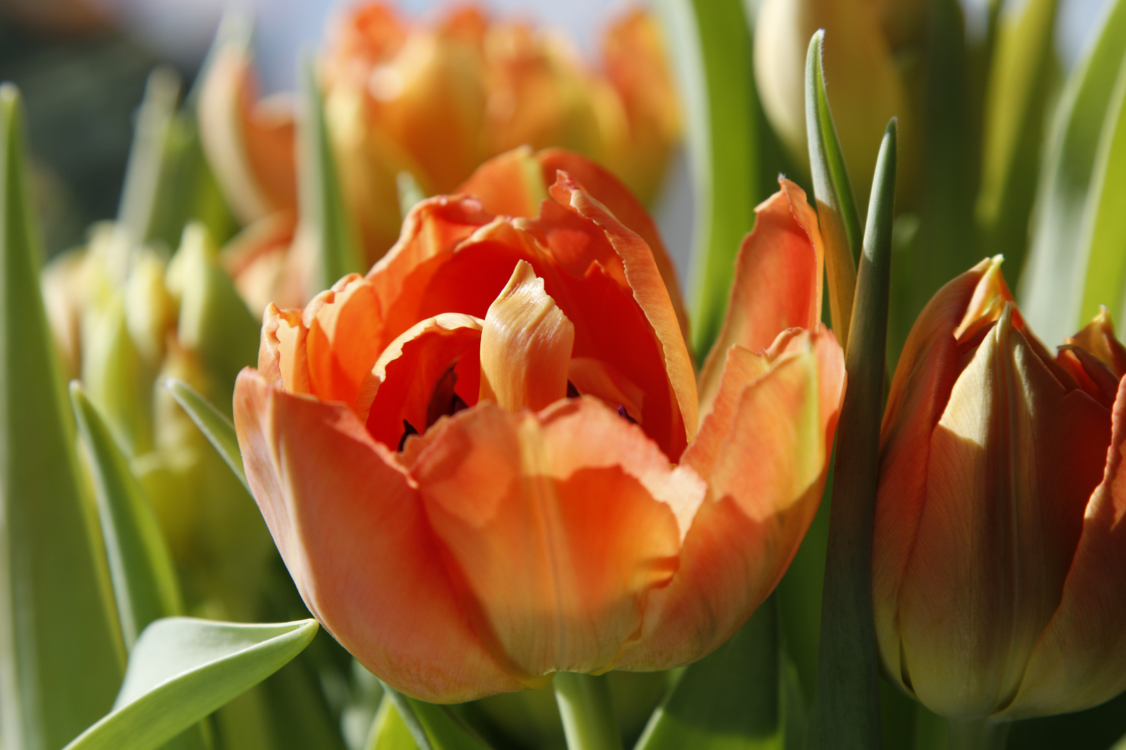 Tulpen