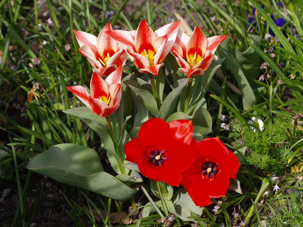 TULPEN